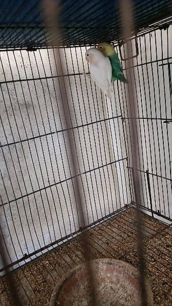 love Birds All setup sale with cages 4