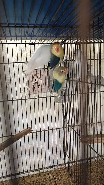 love Birds All setup sale with cages 7