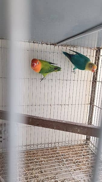 love Birds All setup sale with cages 8