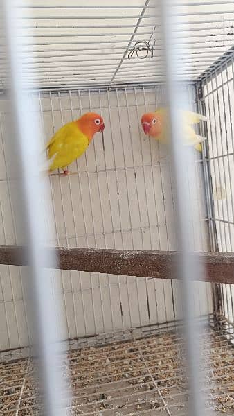 love Birds All setup sale with cages 11