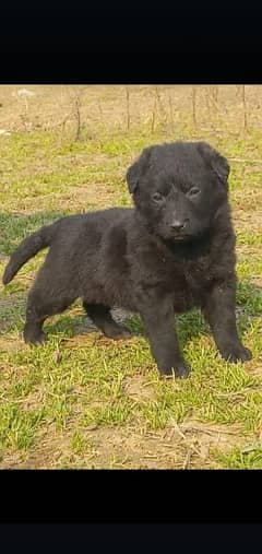 Black Shepherd double coat male for sale 0