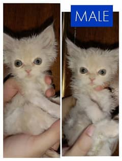 Up for charged adoption. 
1 male 2 females. 
for Karachi buyers only. 0