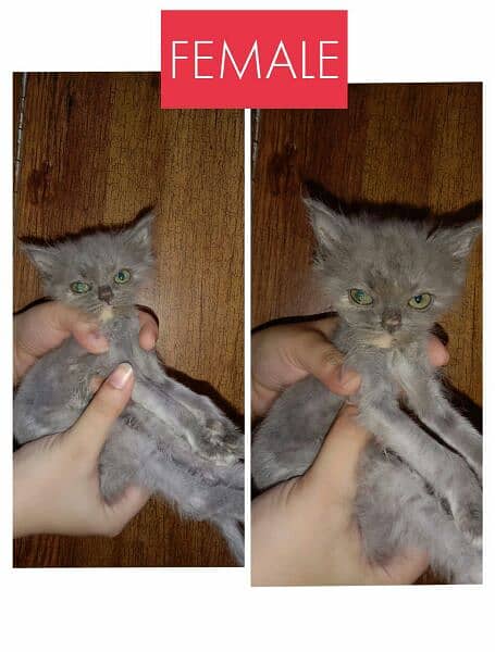 Up for charged adoption. 
1 male 2 females. 
for Karachi buyers only. 1