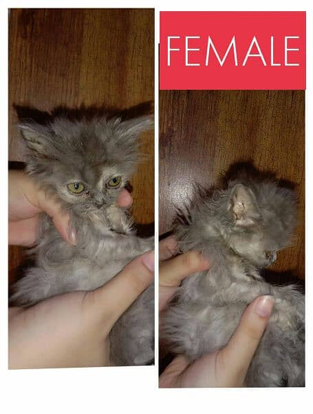 Up for charged adoption. 
1 male 2 females. 
for Karachi buyers only. 2