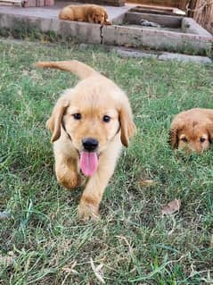 male/ female Golden Retriever Puppies