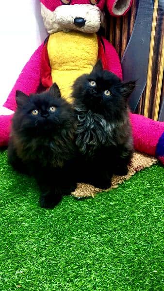 Persian kittens and adult cats 15