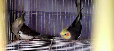 cockatiel pair