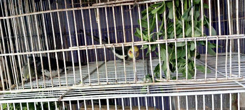 cockatiel pair 1