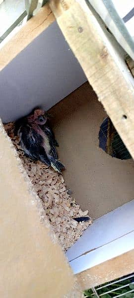 cockatiel pair 2