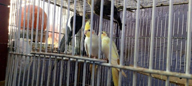 cockatiel pair 3