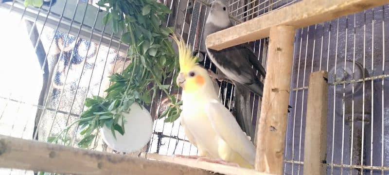 cockatiel pair 4