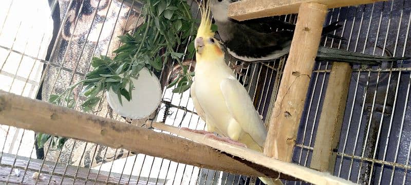 cockatiel pair 5