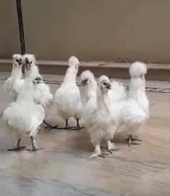 pure white silkie many pairs available