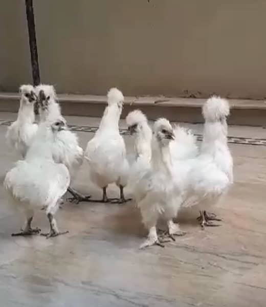 pure white silkie many pairs available 0