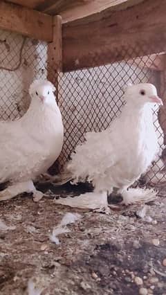 White frill back breeder pair