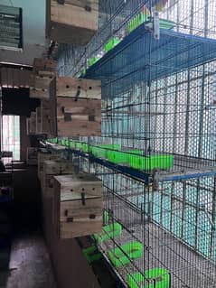 love birds breeder setup for sale with all accessories