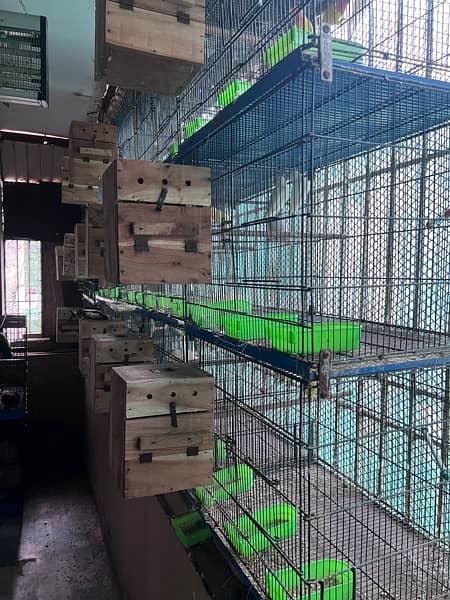 love birds breeder setup for sale with all accessories 0