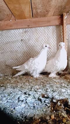 white frill back chicks