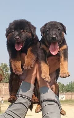 German Shepherd black mass double coat puppy pair 2 available for sale