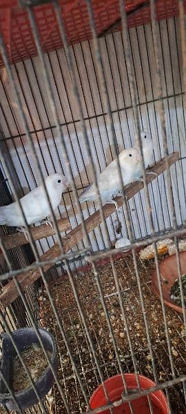 love birds breader pair with 3 portion cage 4