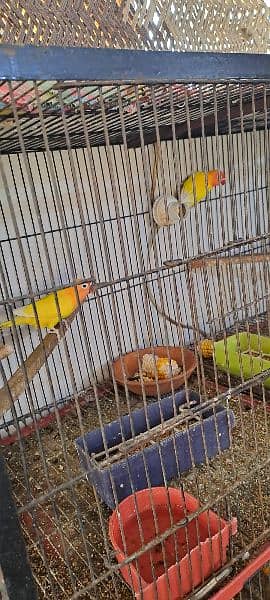 love birds breader pair with 3 portion cage 5