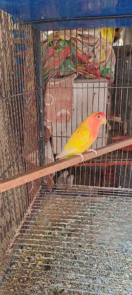 love birds breader pair with 3 portion cage 6