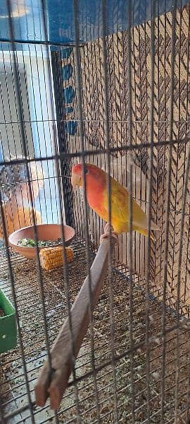 love birds breader pair with 3 portion cage 7