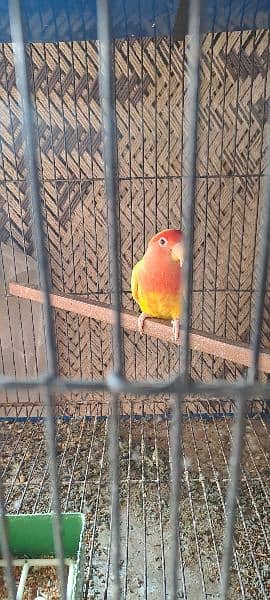 love birds breader pair with 3 portion cage 8