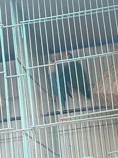 5 pair of lovebirds with 2 cage