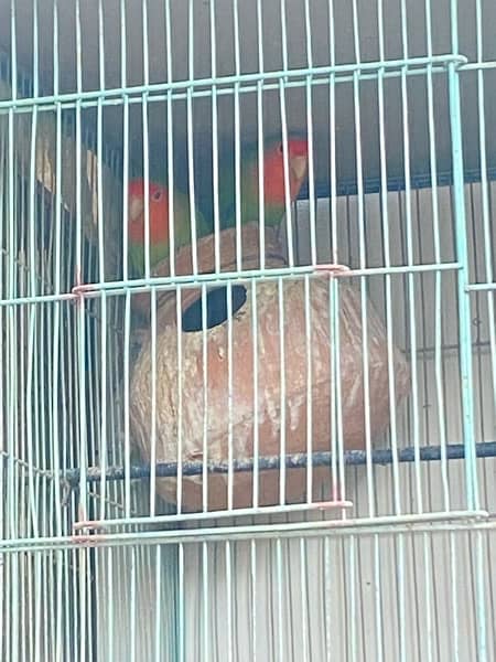 5 pair of lovebirds with 2 cage 2