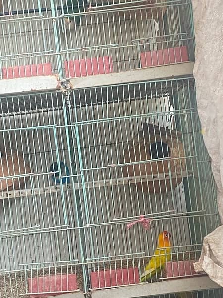 5 pair of lovebirds with 2 cage 3