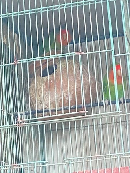 5 pair of lovebirds with 2 cage 4