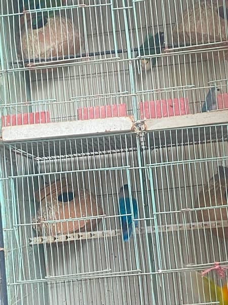 5 pair of lovebirds with 2 cage 6