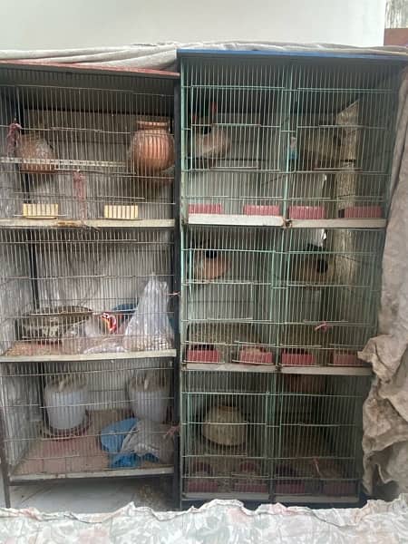 5 pair of lovebirds with 2 cage 7