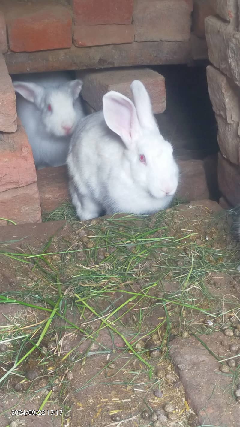 New Zealand white big size fresh piece of female 6