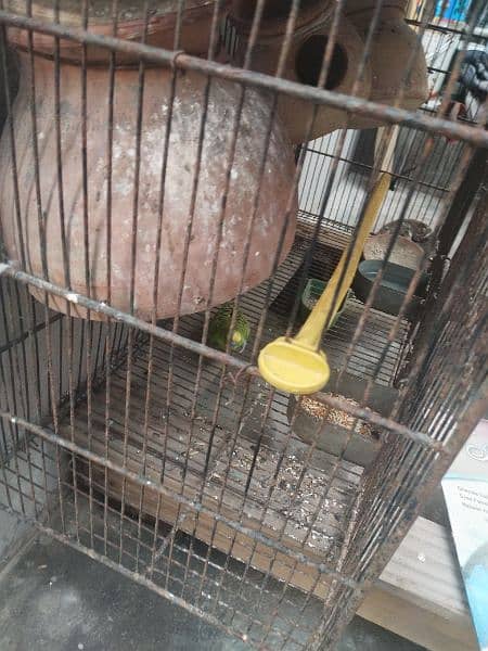 birds cage heavy iron 2