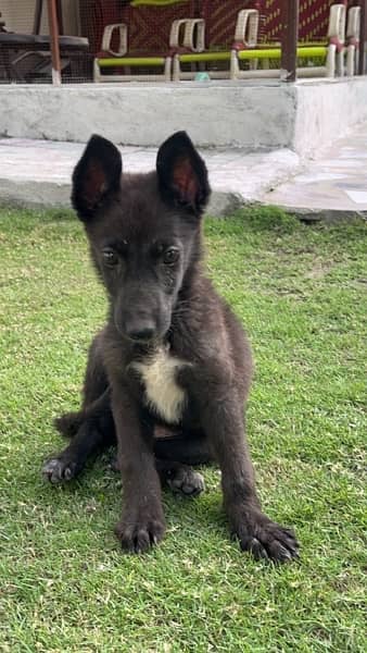 Belgian malinois /Gsd black dog female puppy 2