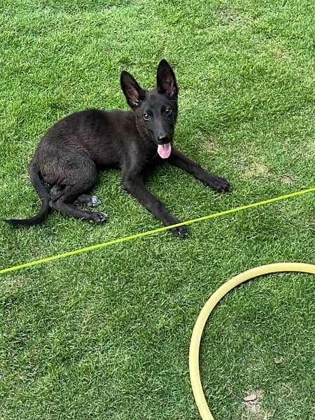 Belgian malinois /Gsd black dog female puppy 4