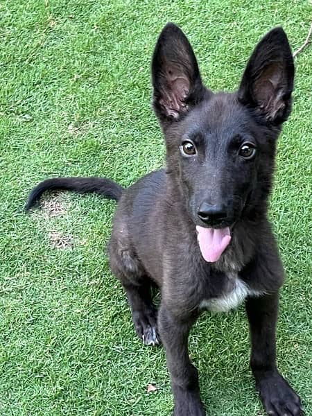 Belgian malinois /Gsd black dog female puppy 5