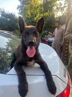 Belgian malinois /Gsd black dog female puppy