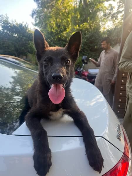 Belgian malinois /Gsd black dog female puppy 0