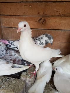 4 pure fancy white kabootar for sale