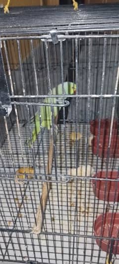 parrot for sale . fully hand tamed. bohat Boltay hn. 0