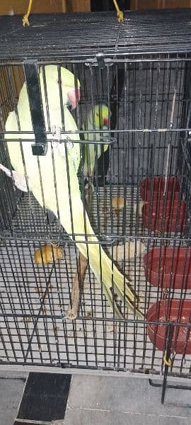 parrot for sale . fully hand tamed. bohat Boltay hn. 1