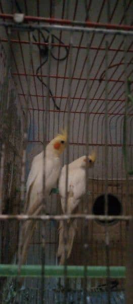 cream cocktail breed pair contact on 03170110292 1