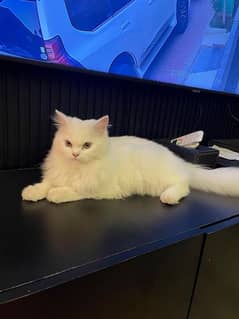 triple coat Persian cat