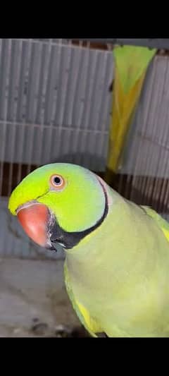 Male and female parrot pair