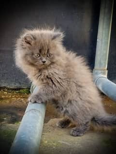 Pure Persian  Punch Face Kitten