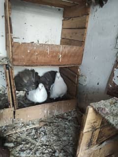 2 pairs 1 dark red tail male 1 grey tail female