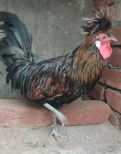 Polish rooster for sale